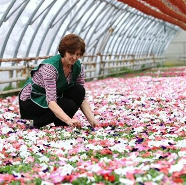 Питомник растений Улановых Приглашает вас посетить наш садовый центр.