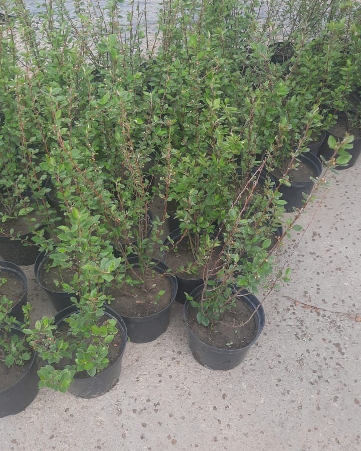 Кизильник в продаже !