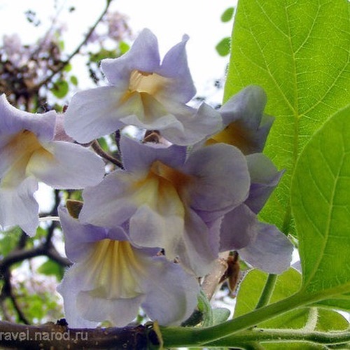 Павлония или Ада́мово де́рево, или Сапфировое драконово дерево The Sapphire Dragon Tree)